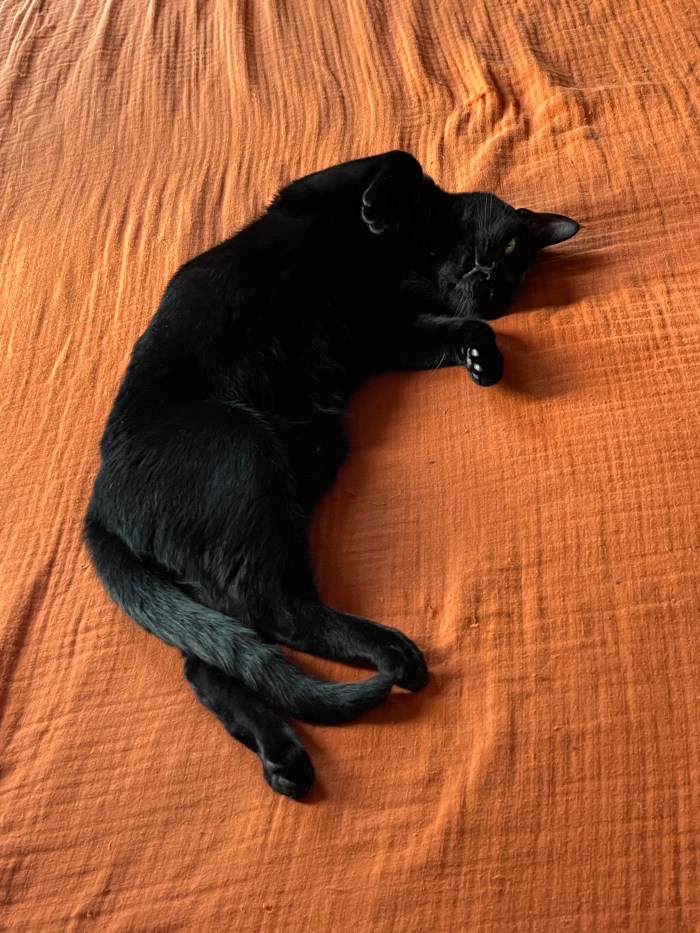 Lauren's other black cat