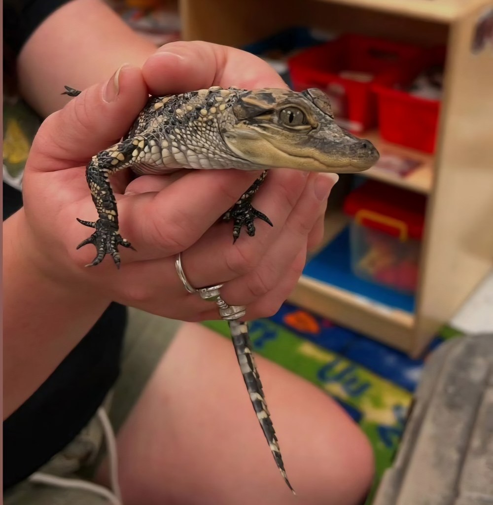 Arnold, American Alligator