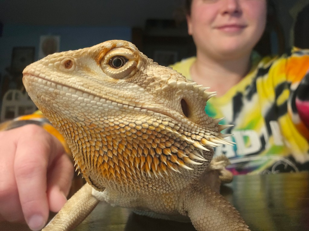 Belinda, the bearded dragon
