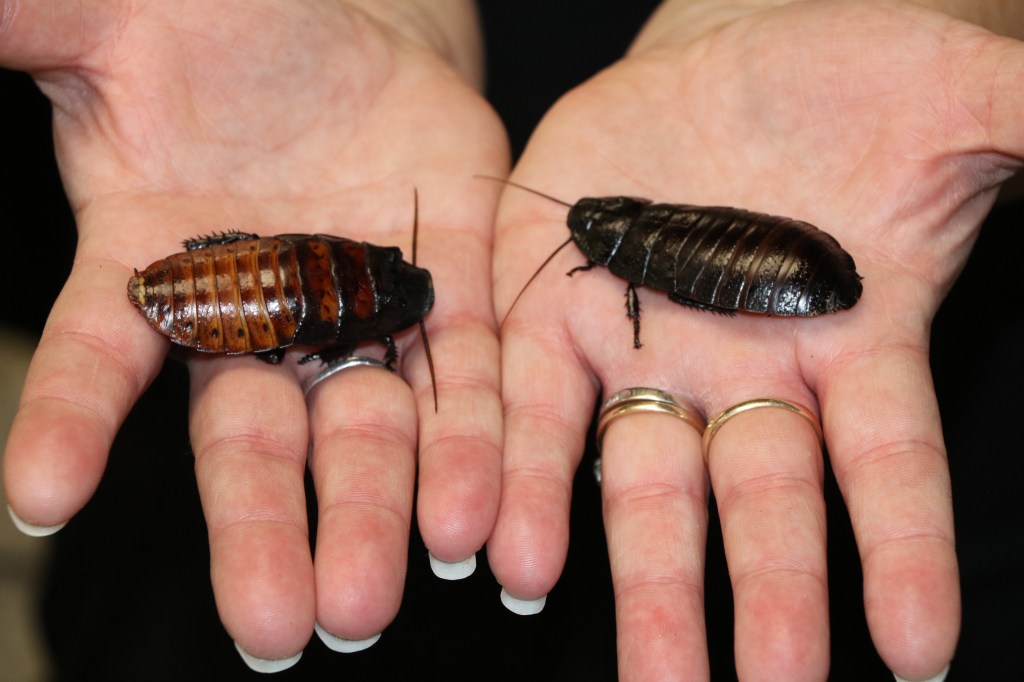 Ew and Gross, Madagascar Hissing Cockroaches