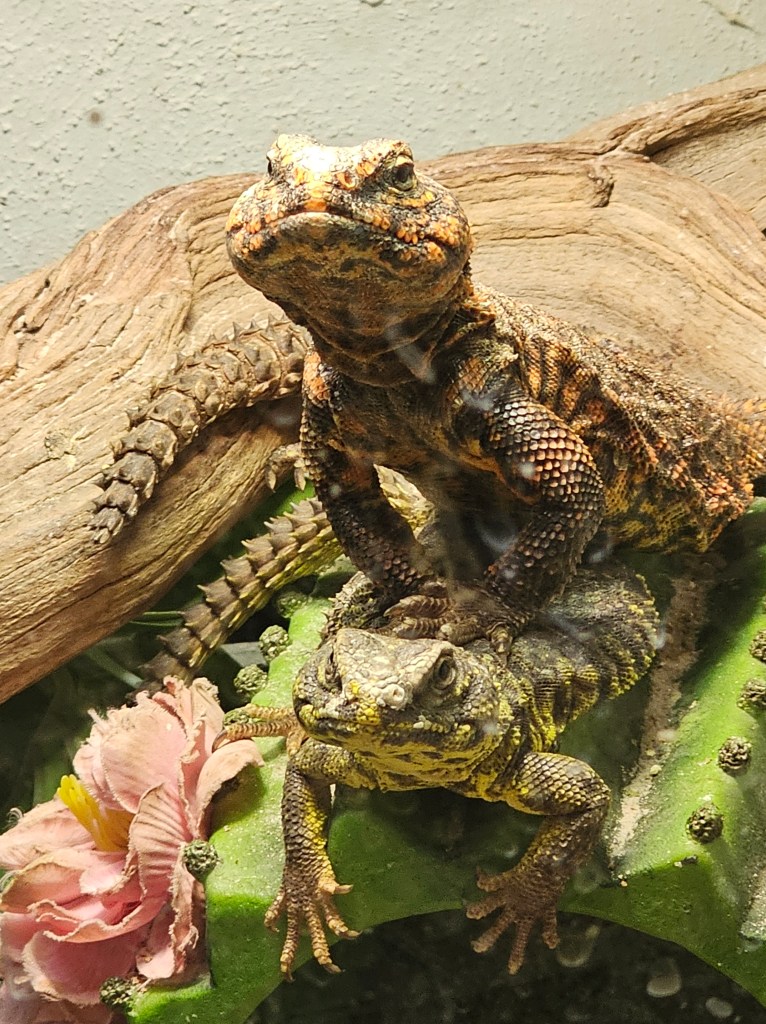 Pumpkin, Lemon and Lime, the Uromastyx Lizards