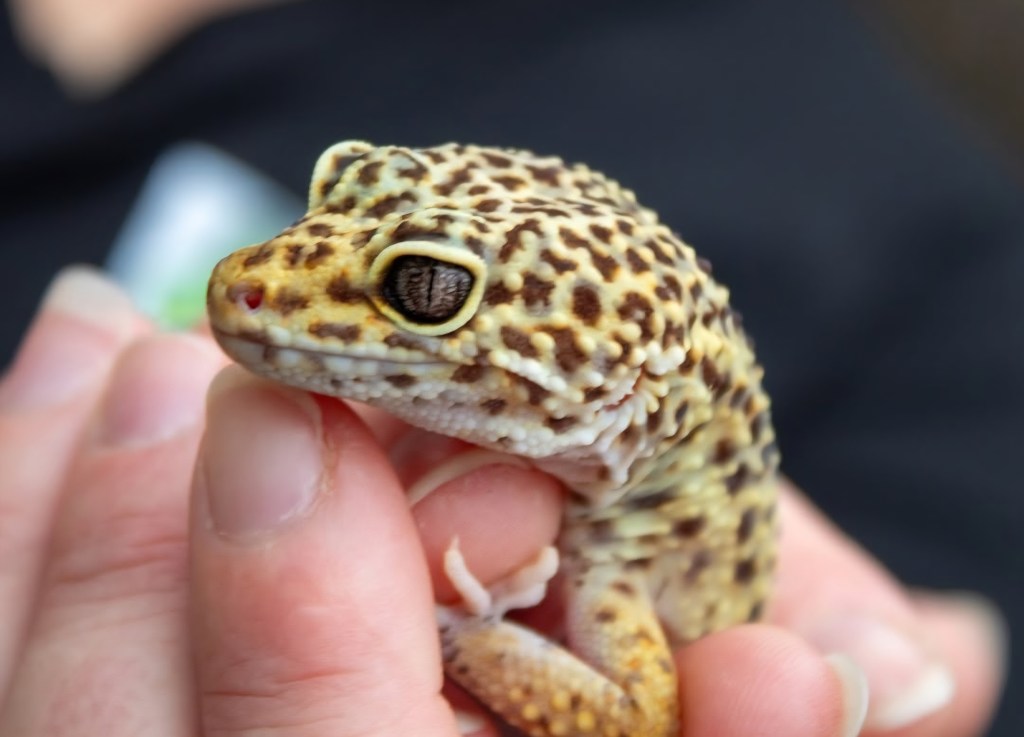 Zen, the Leopard Gecko