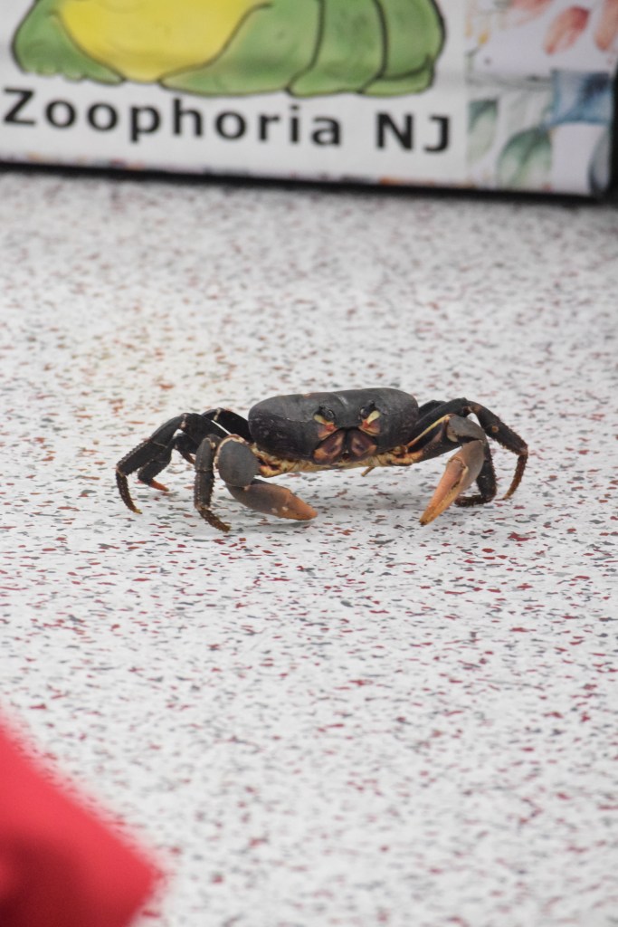 Zumba the zombie crab